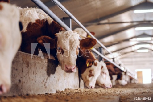 Image de Cute white and brown calf looking at camera in barn Meat industry concept